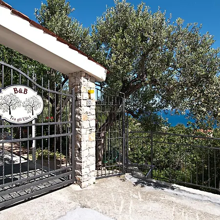 Tra Gli Ulivi-2